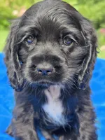 Black boy, a male Cocker Spaniel for sale in Bandy, VA – 2 of 4