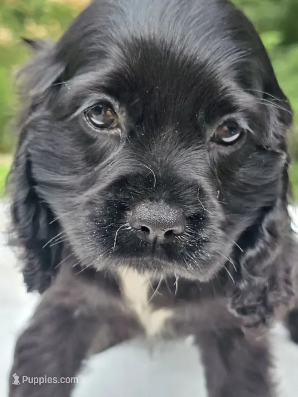Black girl – Cocker Spaniel puppy for sale in Bandy, VA