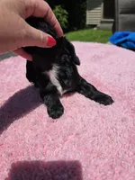 Black girl, a female Cocker Spaniel for sale in Bandy, VA – 4 of 4