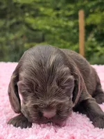 Chocolate Kiss, a female Cocker Spaniel for sale in Bandy, VA – 2 of 3