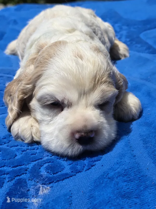 Light Blue  – Cocker Spaniel puppy for sale in Bandy, VA
