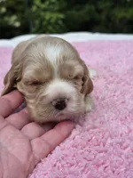 Green girl, a female Cocker Spaniel for sale in Bandy, VA – 2 of 4