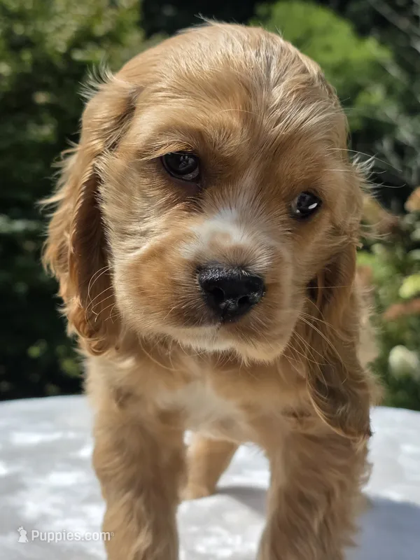 Honey Bunnie – Cocker Spaniel puppy for sale in Bandy, VA