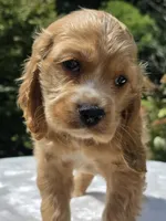 Honey Bunnie, a female Cocker Spaniel for sale in Bandy, VA – 1 of 4