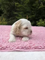 Robin , a female Cocker Spaniel for sale in Bandy, VA – 3 of 4