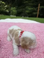 Red Girl , a female Cocker Spaniel for sale in Bandy, VA – 2 of 3