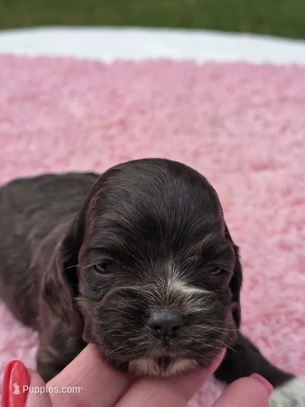 White feet – Cocker Spaniel puppy for sale in Bandy, VA