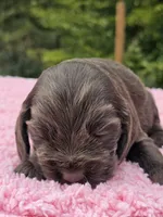 Chocolate Kiss, a female Cocker Spaniel for sale in Bandy, VA – 3 of 3