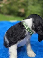 Toby, a male Cocker Spaniel for sale in Bandy, VA – 4 of 4