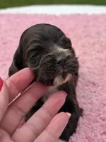 White feet, a female Cocker Spaniel for sale in Bandy, VA – 2 of 3