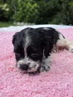 Red BW girl , a female Cocker Spaniel for sale in Bandy, VA – 3 of 4
