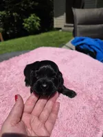 Black girl, a female Cocker Spaniel for sale in Bandy, VA – 3 of 4