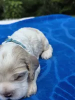 Light Blue , a female Cocker Spaniel for sale in Bandy, VA – 2 of 4