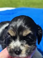 Toby, a male Cocker Spaniel for sale in Bandy, VA – 2 of 4
