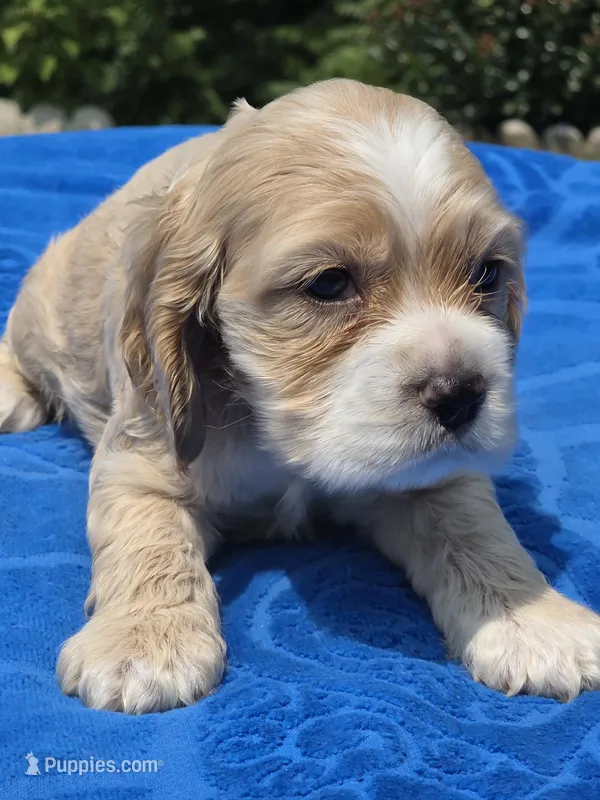 Sweet Boy – Cocker Spaniel puppy for sale in Bandy, VA