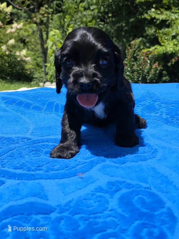 Black boy – Cocker Spaniel puppy for sale in Bandy, VA