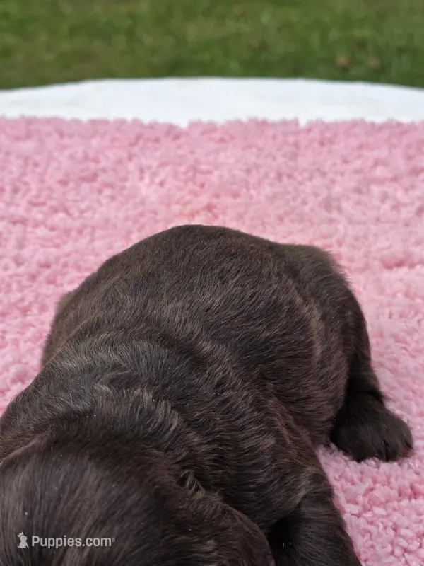 Chocolate Kiss – Cocker Spaniel puppy for sale in Bandy, VA