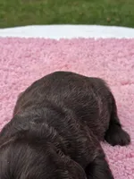 Chocolate Kiss, a female Cocker Spaniel for sale in Bandy, VA – 1 of 3