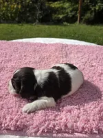 Cookies and Cream , a female Cocker Spaniel for sale in Bandy, VA – 3 of 3