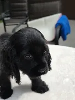 Black girl, a female Cocker Spaniel for sale in Bandy, VA – 2 of 3