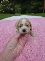 Purple girl, a female Cocker Spaniel for sale in Bandy, VA – 1 of 3