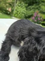 Black girl, a female Cocker Spaniel for sale in Bandy, VA – 3 of 3
