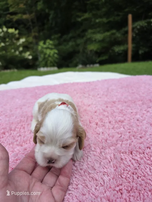 Red Girl  – Cocker Spaniel puppy for sale in Bandy, VA