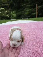 Red Girl , a female Cocker Spaniel for sale in Bandy, VA – 1 of 3