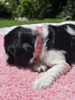 Pink Bw, a female Cocker Spaniel for sale in Bandy, VA – 2 of 3