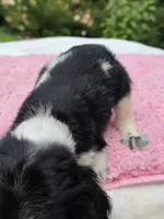 Sassy girl , a female Cocker Spaniel for sale in Bandy, VA – 4 of 4