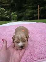 Orange Girl, a female Cocker Spaniel for sale in Bandy, VA – 2 of 3