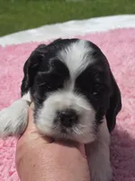 Pink Bw, a female Cocker Spaniel for sale in Bandy, VA – 1 of 3