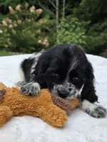 Sassy girl , a female Cocker Spaniel for sale in Bandy, VA – 3 of 4