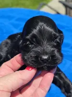 Black boy, a female Cocker Spaniel for sale in Bandy, VA – 2 of 3