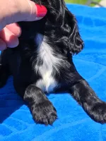 Black boy, a female Cocker Spaniel for sale in Bandy, VA – 3 of 3