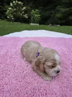 Purple girl, a female Cocker Spaniel for sale in Bandy, VA – 3 of 3