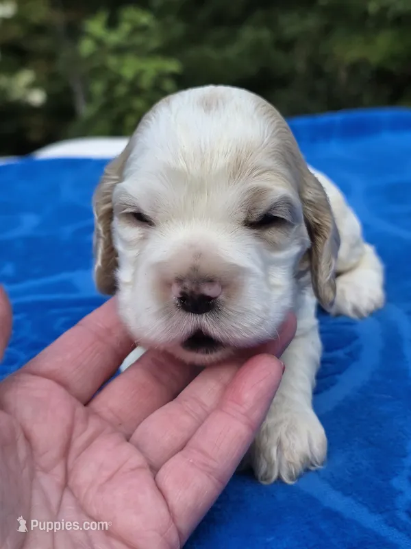 Light Blue  – Cocker Spaniel puppy for sale in Bandy, VA