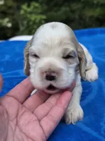 Light Blue , a female Cocker Spaniel for sale in Bandy, VA – 1 of 4