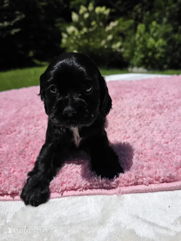 Black girl – Cocker Spaniel puppy for sale in Bandy, VA