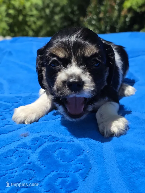 Toby – Cocker Spaniel puppy for sale in Bandy, VA