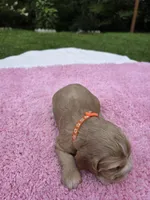 Orange Girl, a female Cocker Spaniel for sale in Bandy, VA – 3 of 3
