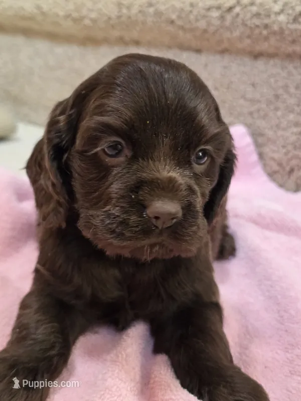 Chocolate Kiss – Cocker Spaniel puppy for sale in Bandy, VA