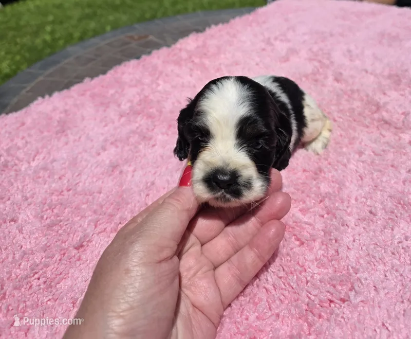 Yellow  – Cocker Spaniel puppy for sale in Bandy, VA