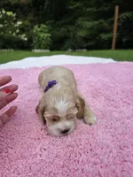 Purple girl, a female Cocker Spaniel for sale in Bandy, VA – 2 of 3