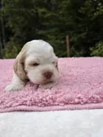 Robin , a female Cocker Spaniel for sale in Bandy, VA – 1 of 4
