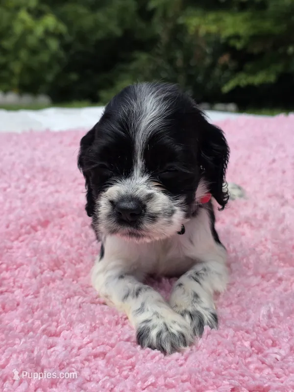 Red BW girl  – Cocker Spaniel puppy for sale in Bandy, VA