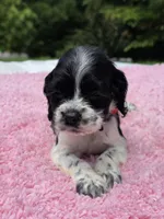Red BW girl , a female Cocker Spaniel for sale in Bandy, VA – 1 of 4