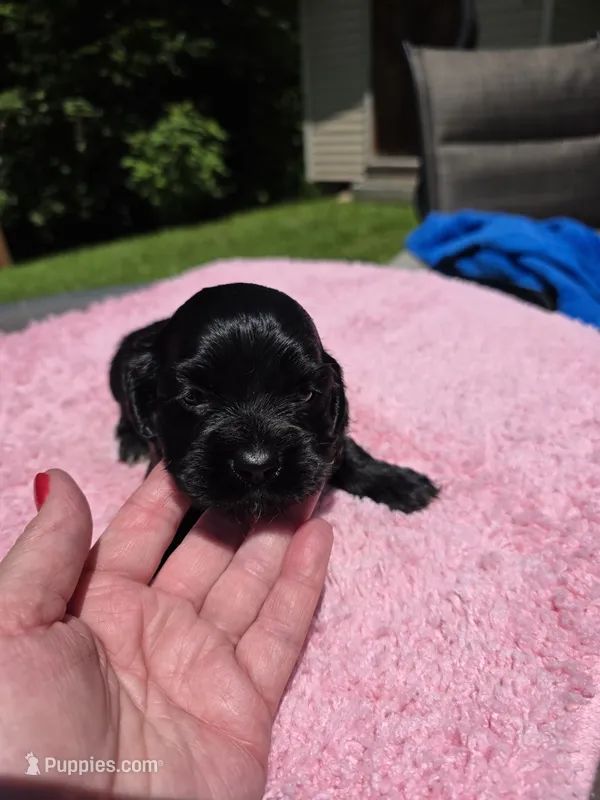 Black girl – Cocker Spaniel puppy for sale in Bandy, VA