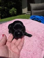 Black girl, a female Cocker Spaniel for sale in Bandy, VA – 1 of 4