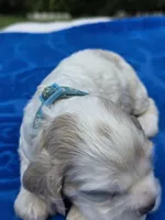 Light Blue , a female Cocker Spaniel for sale in Bandy, VA – 3 of 4